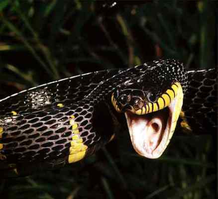 Доврачебная помощь при укусах змей